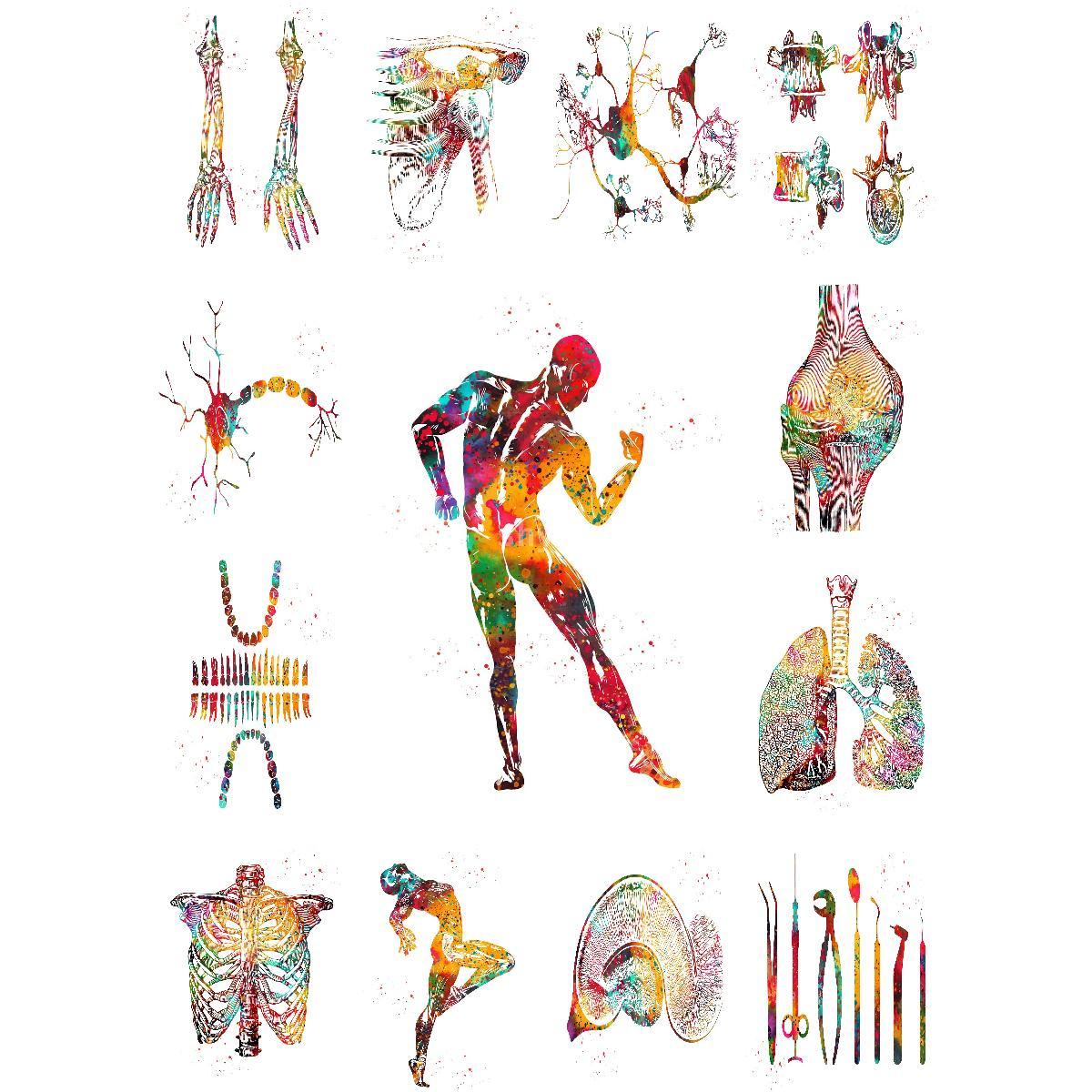 Interior Design Education - Poster Struktur Otot Anatomi, Cetakan Seni
